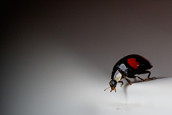 ladybug_009