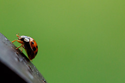 ladybug_012