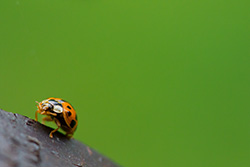 ladybug_013