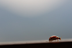 ladybug_014