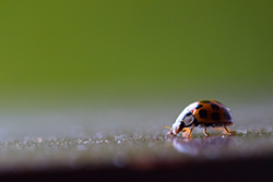 ladybug_015