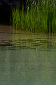 reeds and rushes reflection in clear water