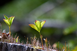 des pousses de plantes sur une souche d'abre