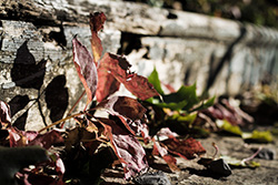 dead leaves on wood stairs step