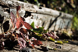 feuilles mortes sur marche en bois d'escalier