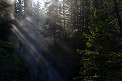 rayons de soleil
à travers les branches, au canyon Maligne, Alberta