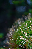 sphagnum close up with gree stalk and white tip