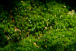 sphaigne et mousse végétale recouvrant le sol