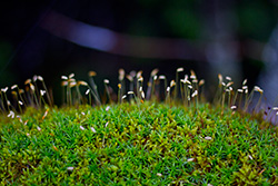 moss in forest with sphagnum