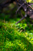 sunlight on moss and sphagnum