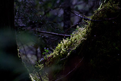 sunlight on moss on trunk in forest