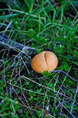 mushroom among herbs and twigs in forest