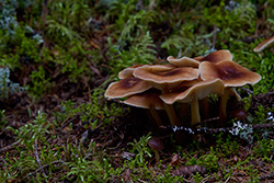 mushrooms in the forest with moss and lichen