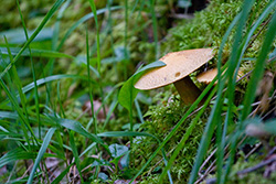 champignons dans herbes et plantes