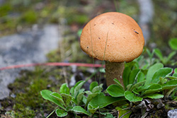 mushroom close-up beside plants and rocks