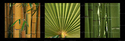 panorama_bamboos_001