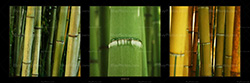 panorama_bamboos_002