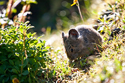 pika des Montagnes Rocheuses mange de l'herbe dans praire en Alberta