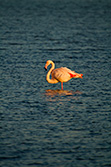 pink flamingo standing in pond in South of France