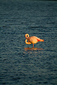 pink flamingo in pond in Camargue in South of France