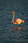 flamant rose sur une patte dans l'eau