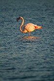 pink flamingo opening beak while standing in water