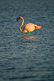 flamant rose bec ouvert debout dans étang