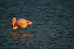 flamant rose qui baisse la tête