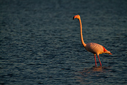 pink flamingo with long neck standing in water