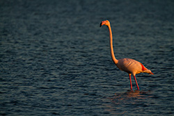 flamant rose avec long cou debout dans eau