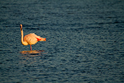 flamant rose regarde de face, dans eau avec vagues