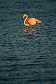 pink flamingo in Camargue at sunset with water reflection