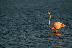 flamant rose debout sur une patte dans eau avec petites vagues