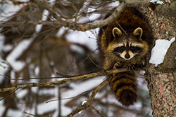 raccoon on branch with snow in Winter