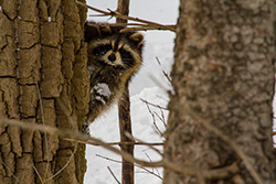 raccoon hiding behing tree in Winter