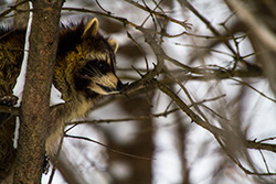 raton laveur de profil dans branches d'arbre en hiver