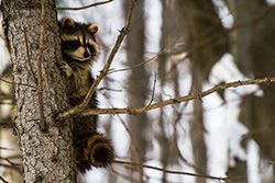 raton laveur grimpe sur arbre et serre le tronc