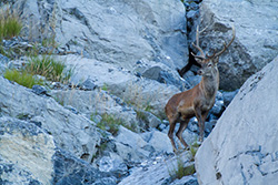 red_deer_001