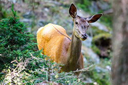 red_deer_002