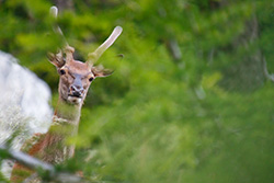 red_deer_003