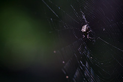 spider on spider web