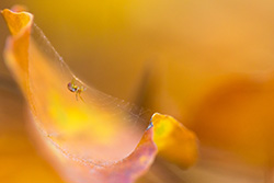 spider_autumn_001