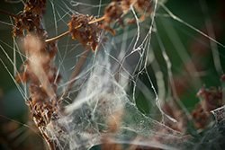 spiderweb_autumn_002