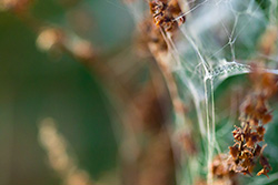 spiderweb_autumn_003