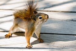 squirrel on wooden jetty planks with sunlight and shades