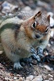 ground squirrel close-up