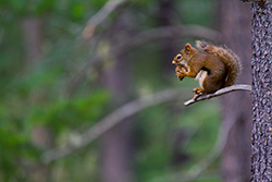 squirrel eating pine cone on branch