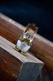 écureuil tient nourriture dans ses mains, debout sur banc en bois