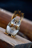 squirrel standing and eating on wooden bench