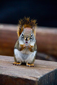 squirrel eating on wood bench